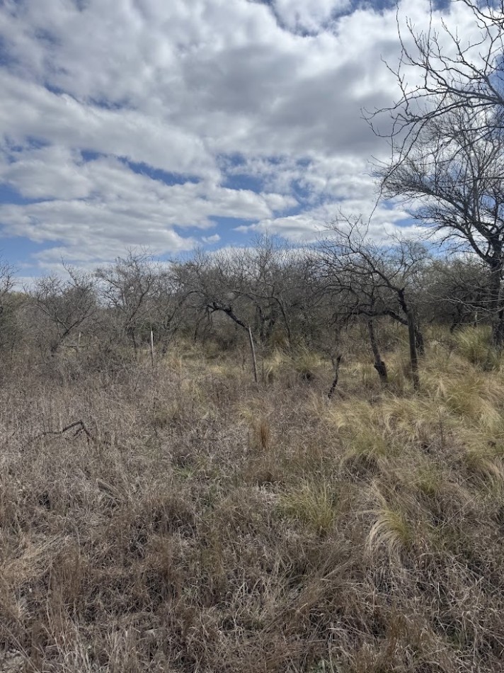 Campo en Quillinzo USD 5000/Ha