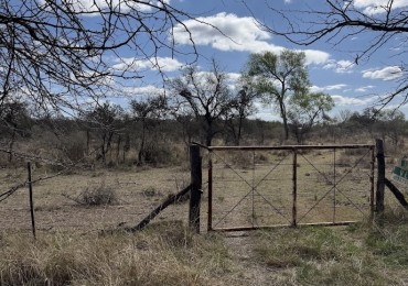 Campo en Quillinzo USD 5000/Ha